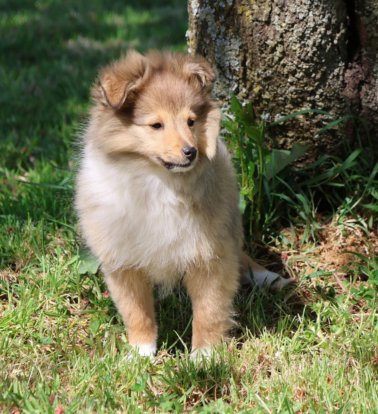 du Royaume de la Petite étoile - Chiots disponibles - Shetland Sheepdog