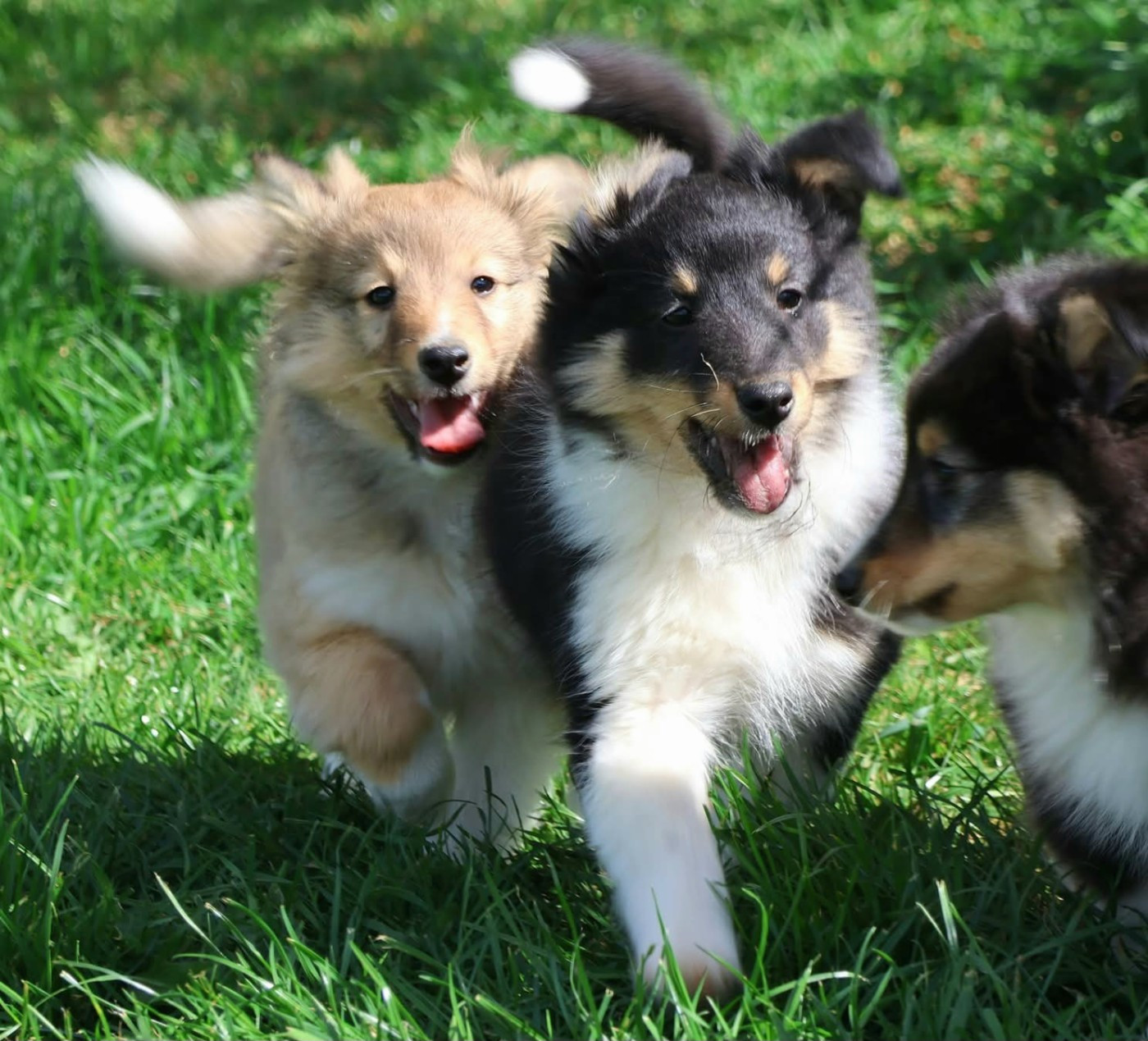 du Royaume de la Petite étoile - Shetland Sheepdog - Portée née le 06/02/2026