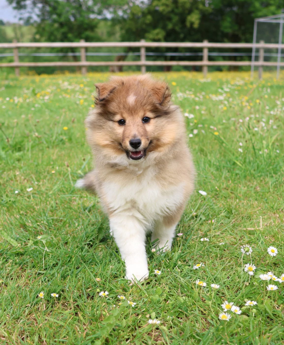 du Royaume de la Petite étoile - Chiots disponibles - Shetland Sheepdog
