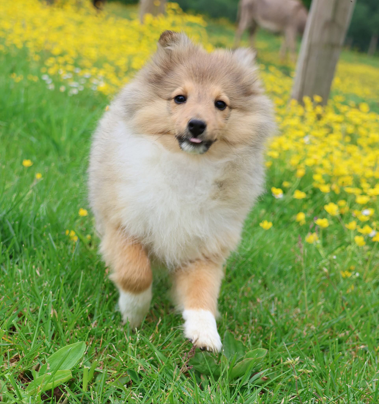du Royaume de la Petite étoile - Chiots disponibles - Shetland Sheepdog