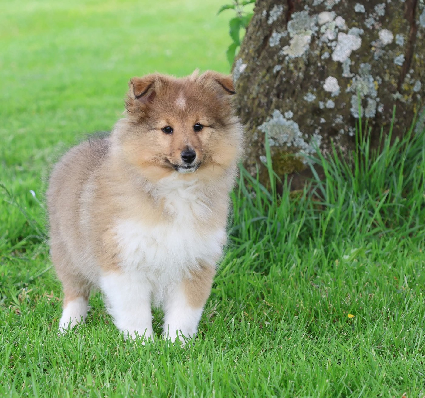 du Royaume de la Petite étoile - Chiots disponibles - Shetland Sheepdog