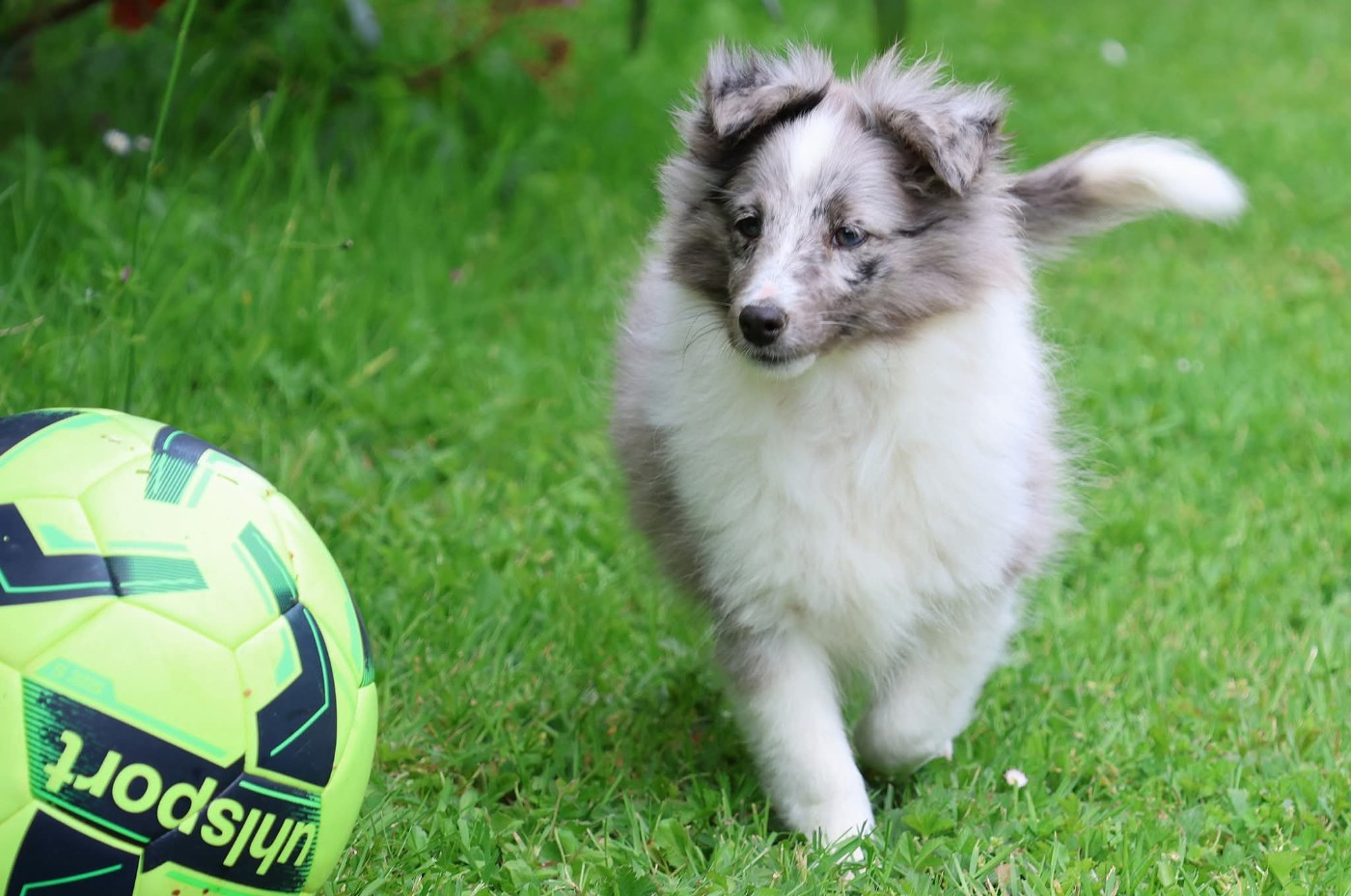 du Royaume de la Petite étoile - Chiots disponibles - Shetland Sheepdog