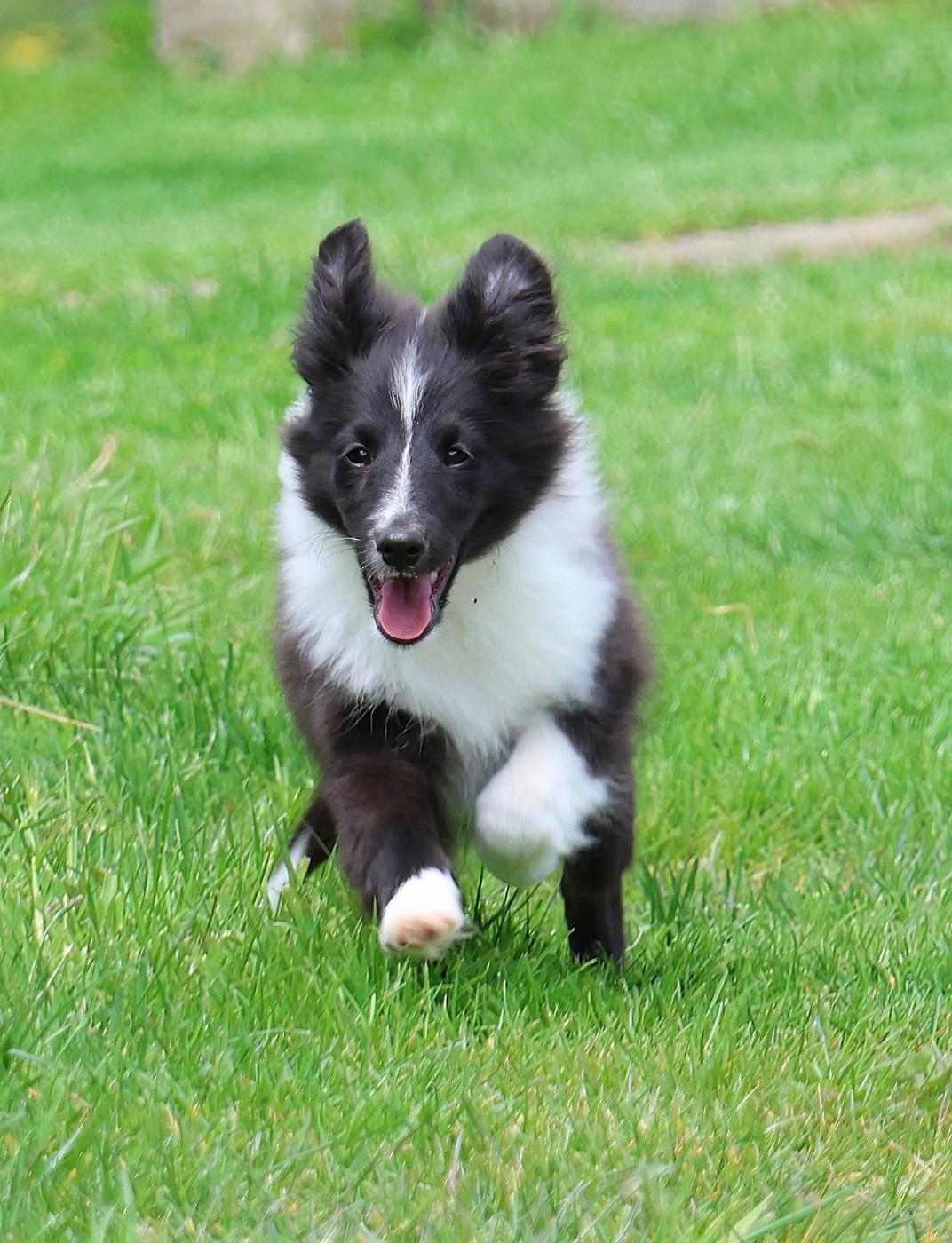 du Royaume de la Petite étoile - Chiots disponibles - Shetland Sheepdog