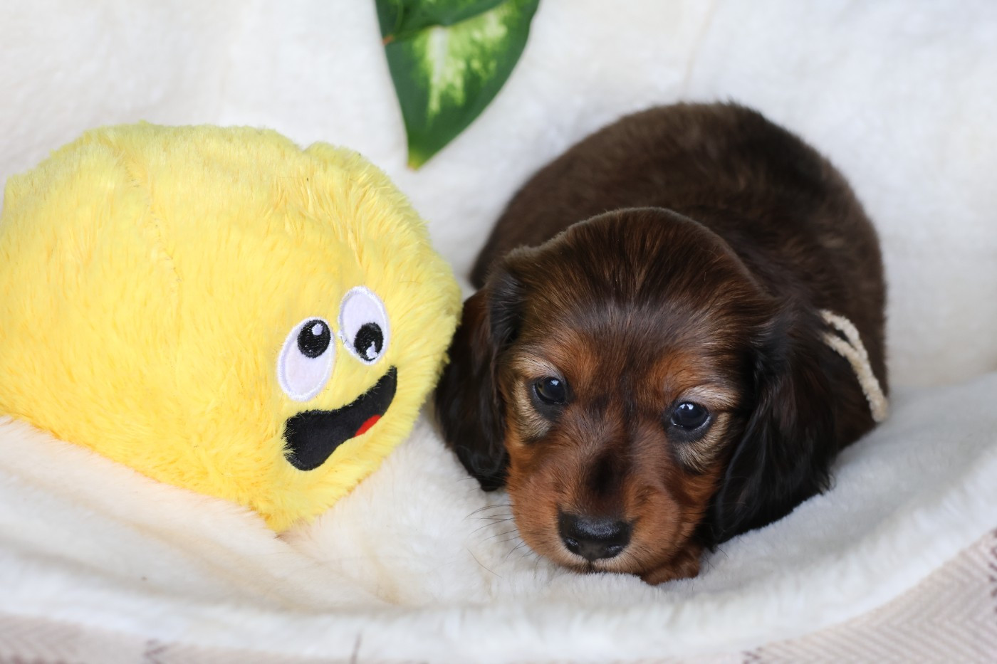 du Royaume de la Petite étoile - Chiots disponibles - Teckel poil long