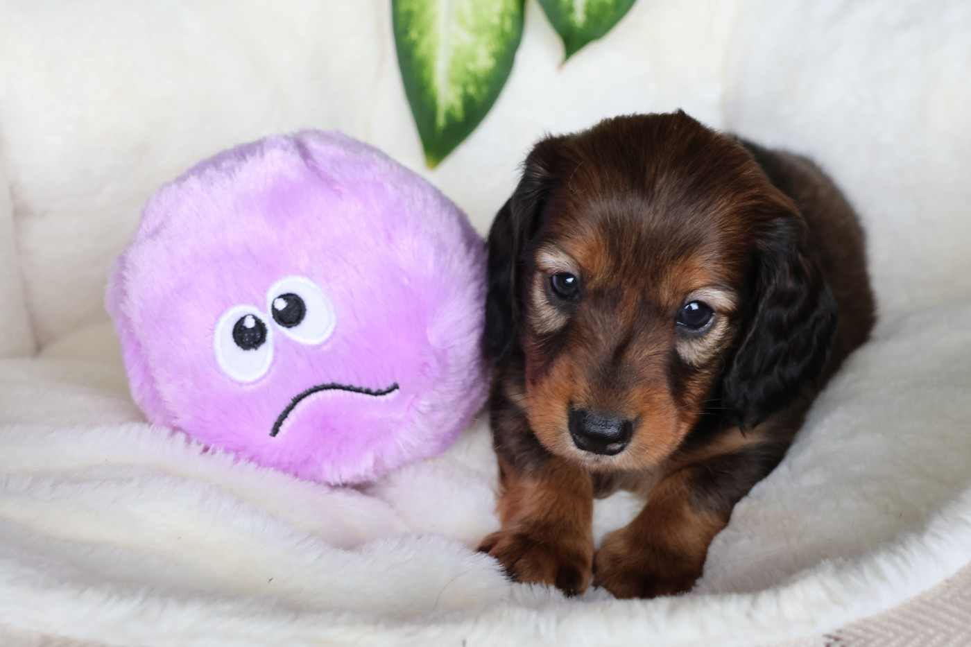 du Royaume de la Petite étoile - Chiots disponibles - Teckel poil long