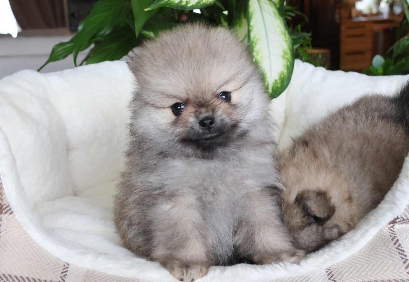 du Royaume de la Petite étoile - Chiots disponibles - Spitz allemand