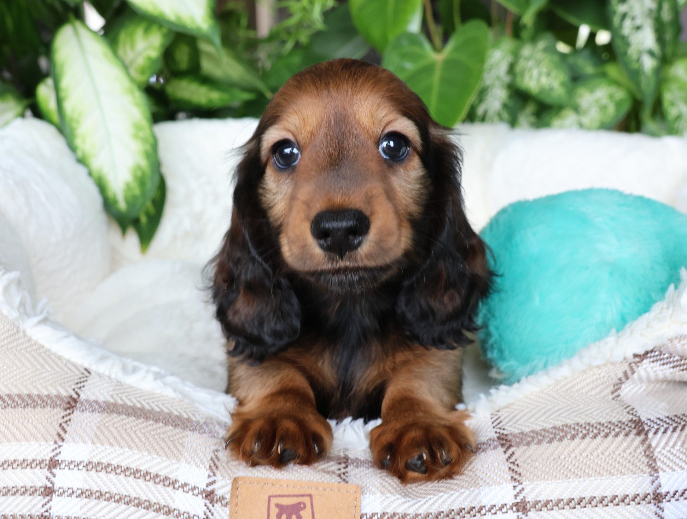 du Royaume de la Petite étoile - Chiots disponibles - Teckel poil long