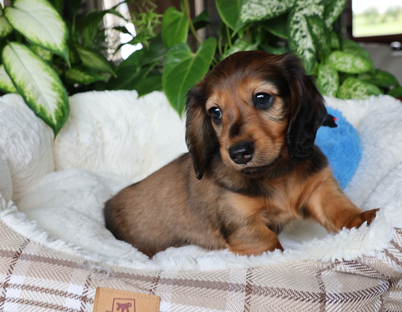 du Royaume de la Petite étoile - Chiots disponibles - Teckel poil long
