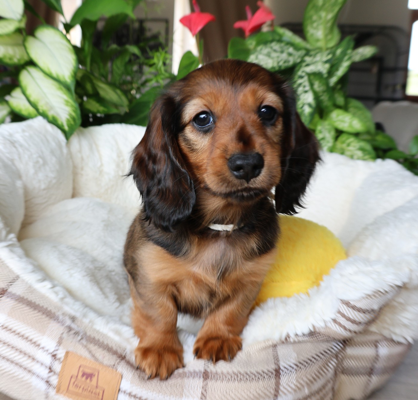 du Royaume de la Petite étoile - Chiots disponibles - Teckel poil long