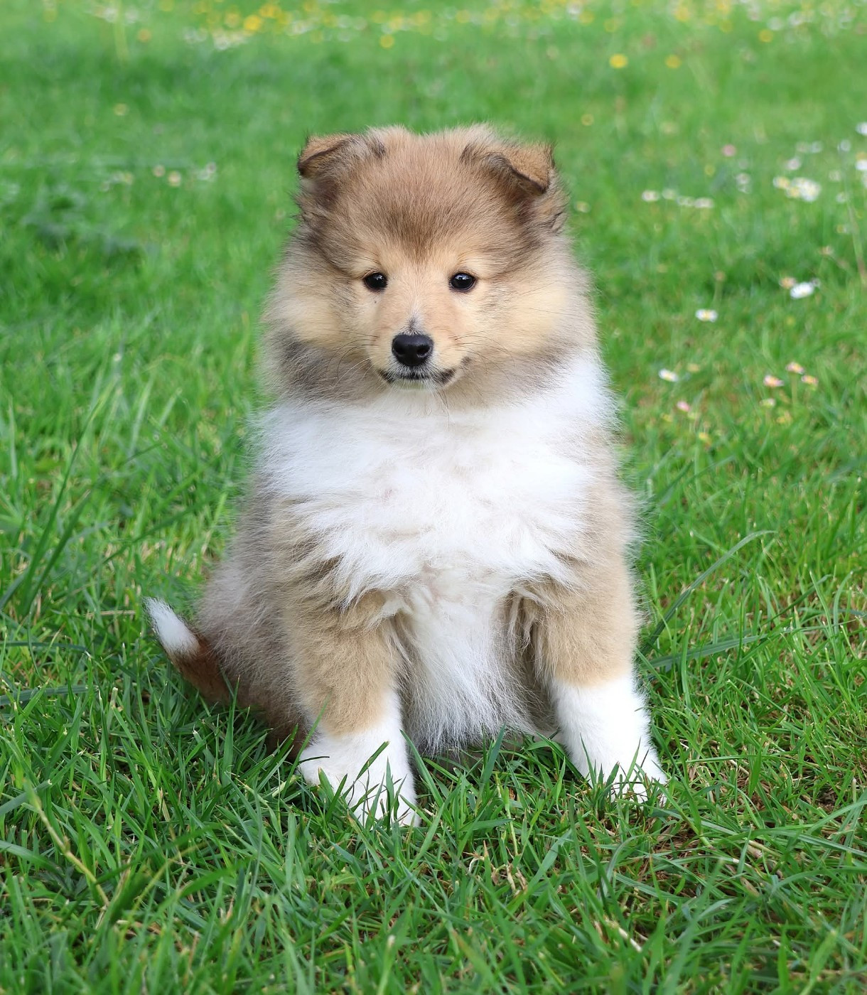 du Royaume de la Petite étoile - Shetland Sheepdog - Portée née le 28/02/2026