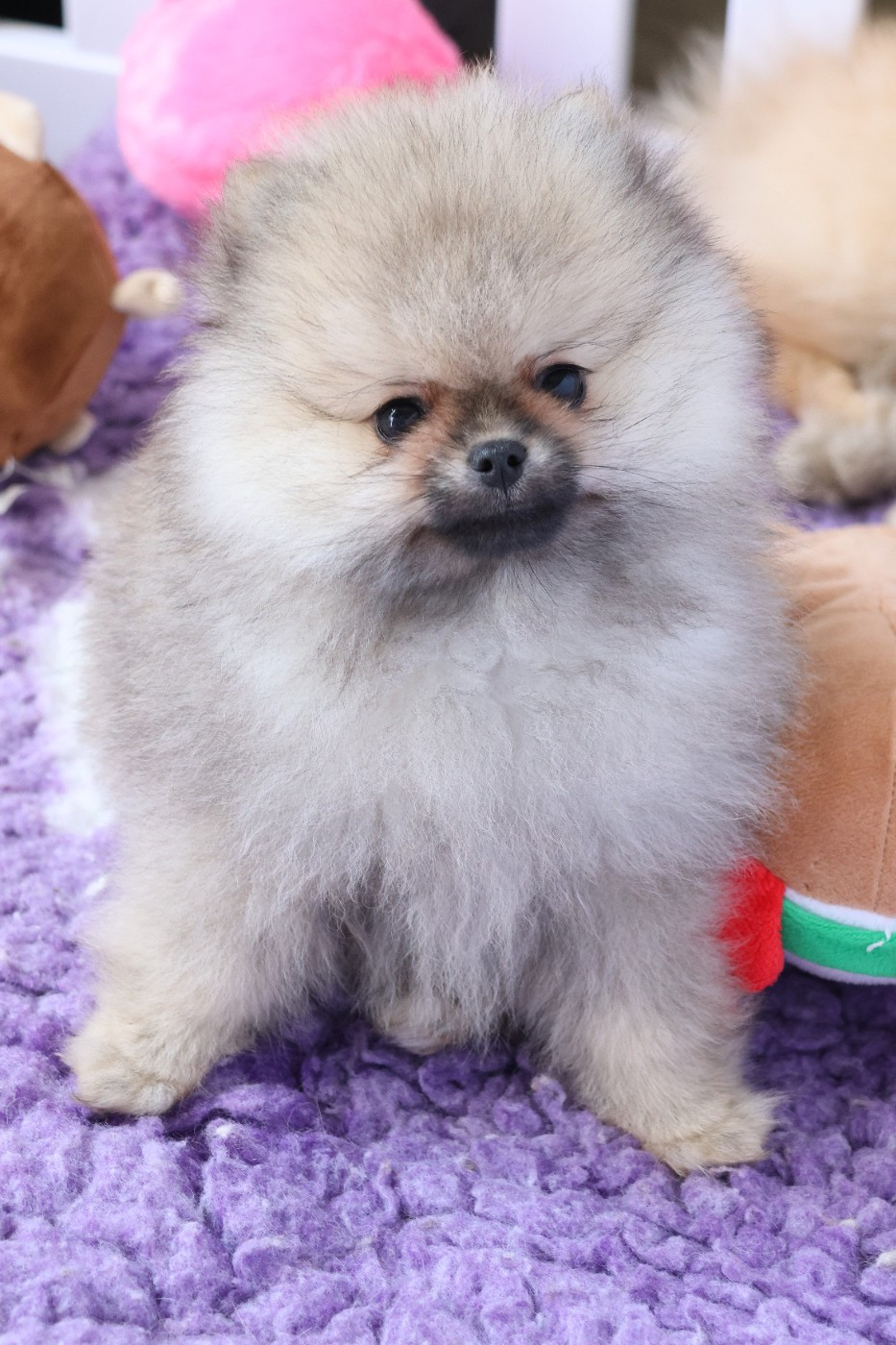 du Royaume de la Petite étoile - Chiots disponibles - Spitz allemand