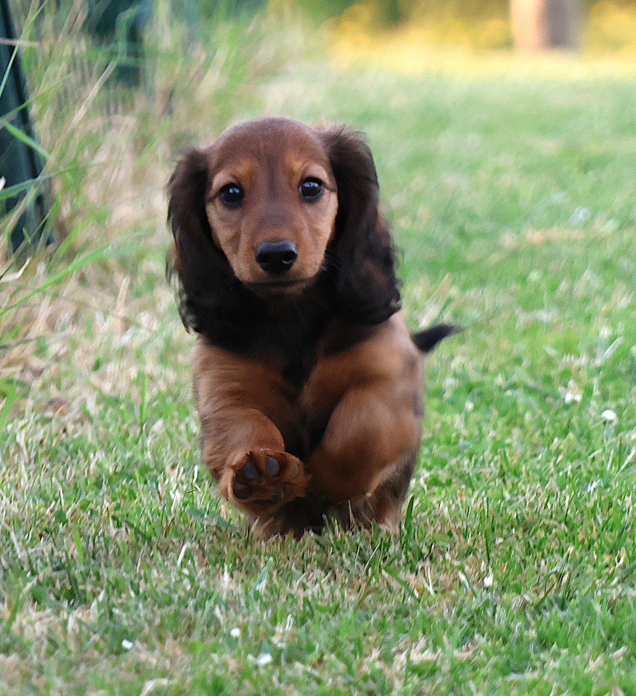 du Royaume de la Petite étoile - Chiots disponibles - Teckel poil long