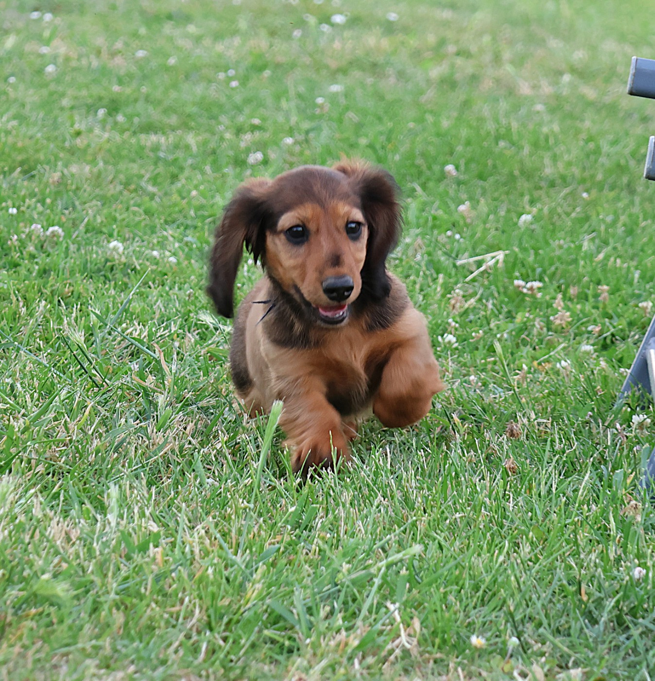 du Royaume de la Petite étoile - Chiots disponibles - Teckel poil long