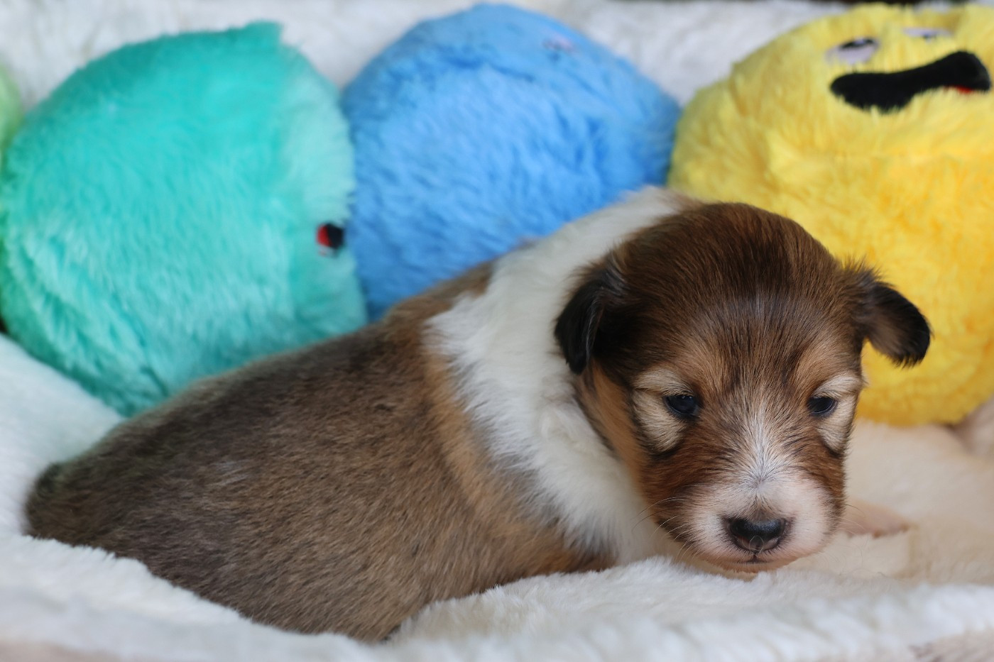 du Royaume de la Petite étoile - Chiots disponibles - Shetland Sheepdog