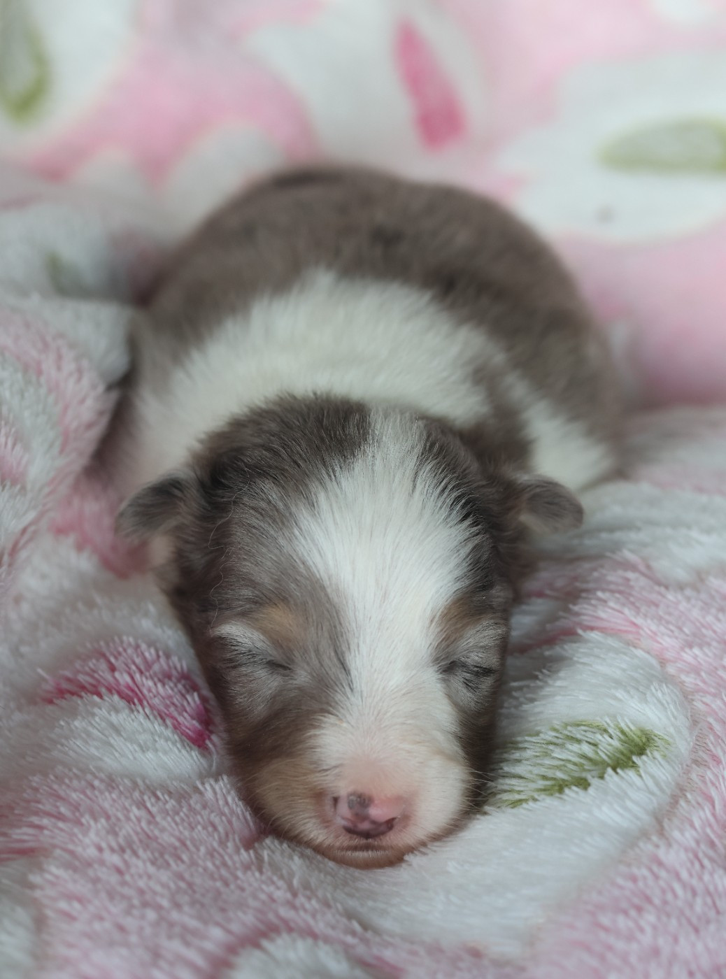 du Royaume de la Petite étoile - Chiots disponibles - Shetland Sheepdog