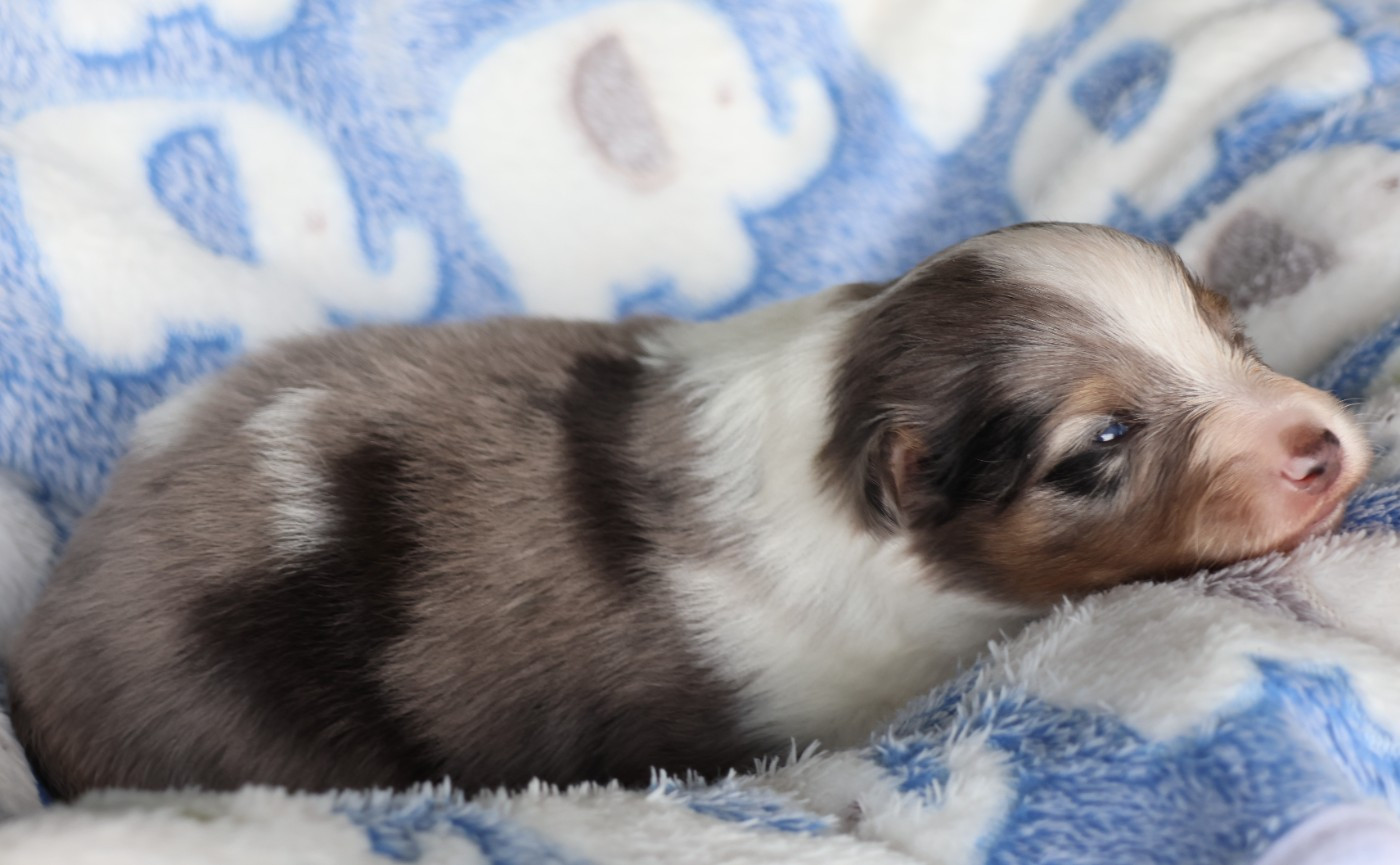 du Royaume de la Petite étoile - Chiots disponibles - Shetland Sheepdog