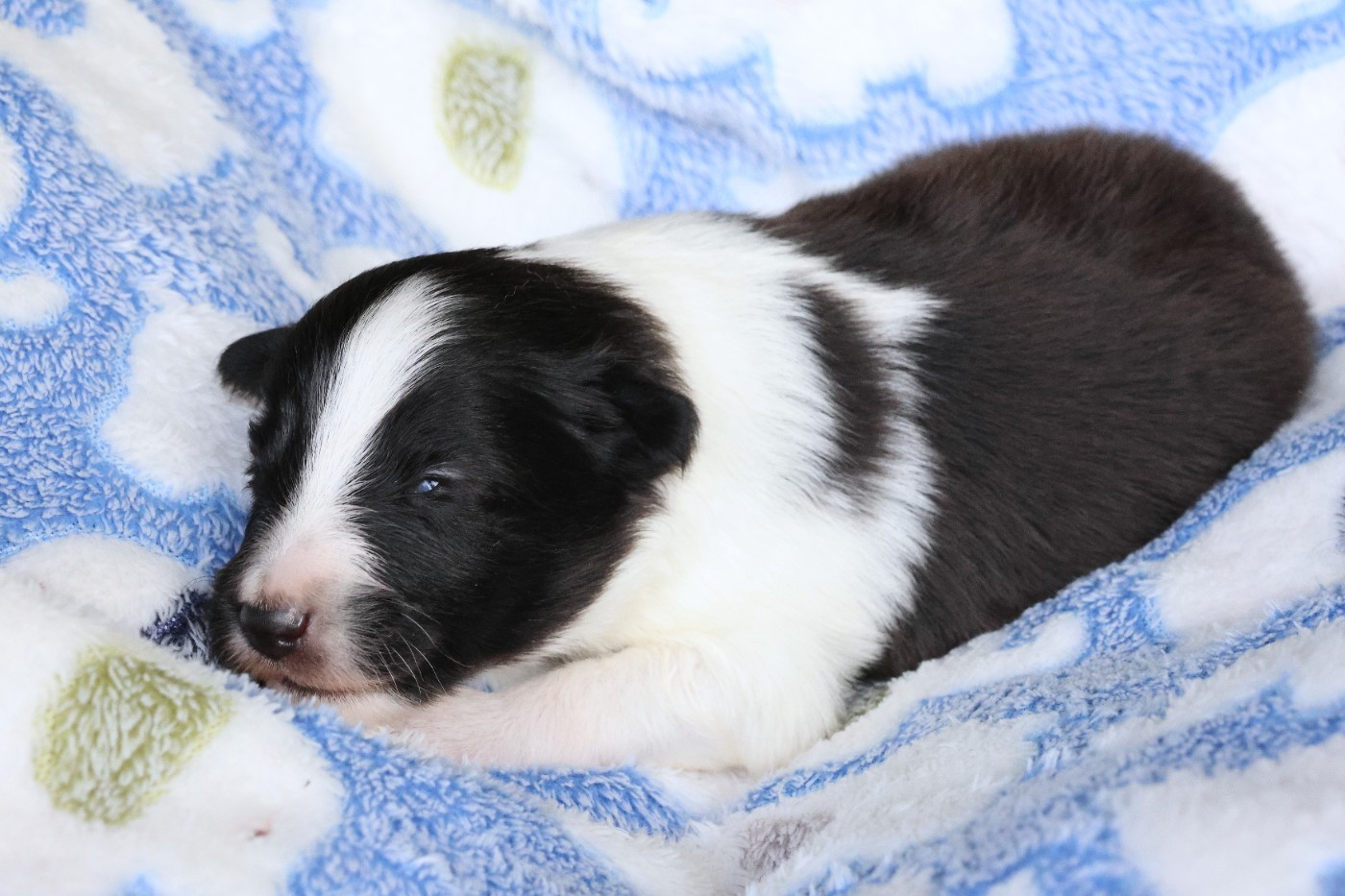 du Royaume de la Petite étoile - Chiots disponibles - Shetland Sheepdog