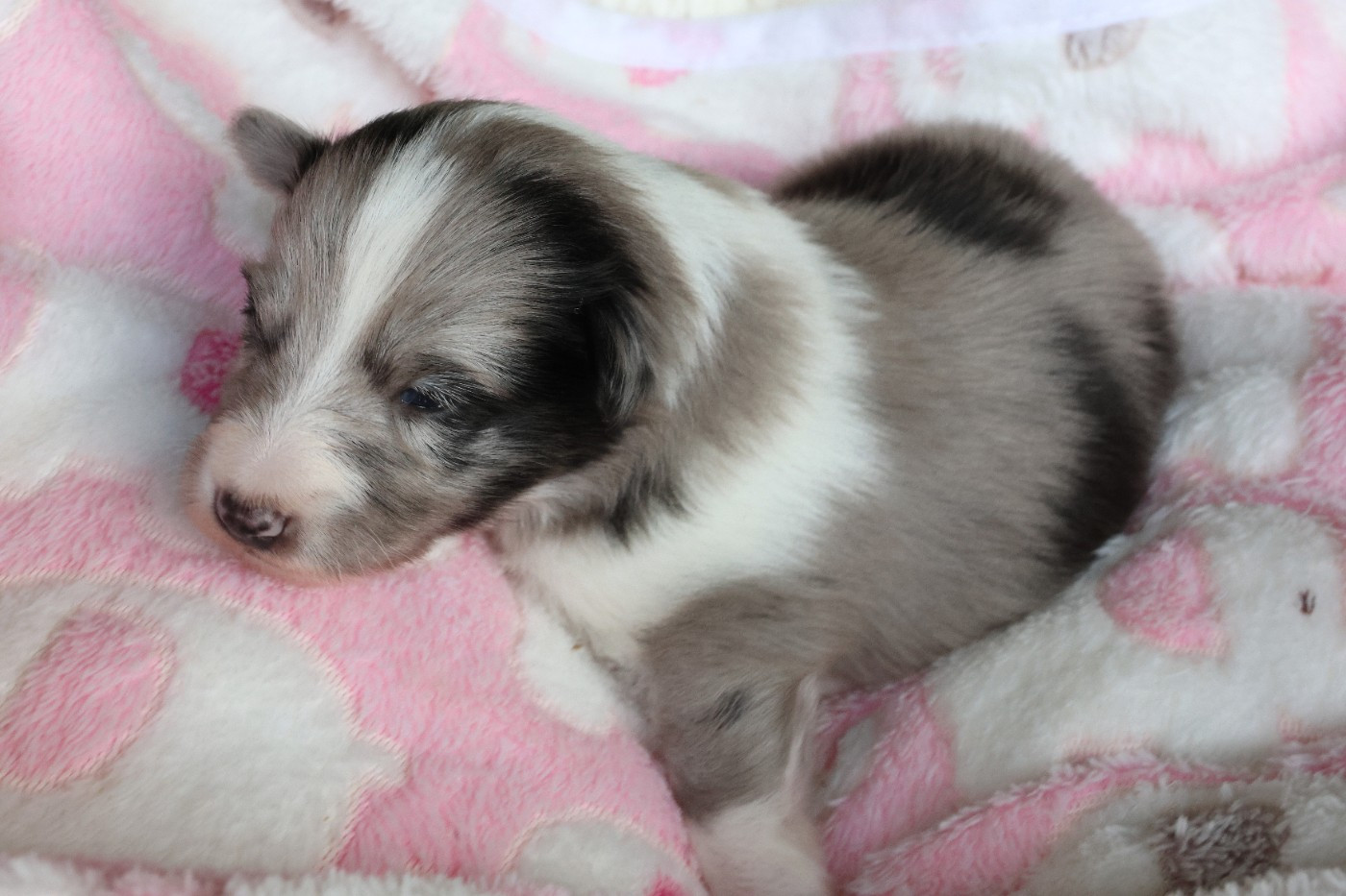 du Royaume de la Petite étoile - Chiots disponibles - Shetland Sheepdog