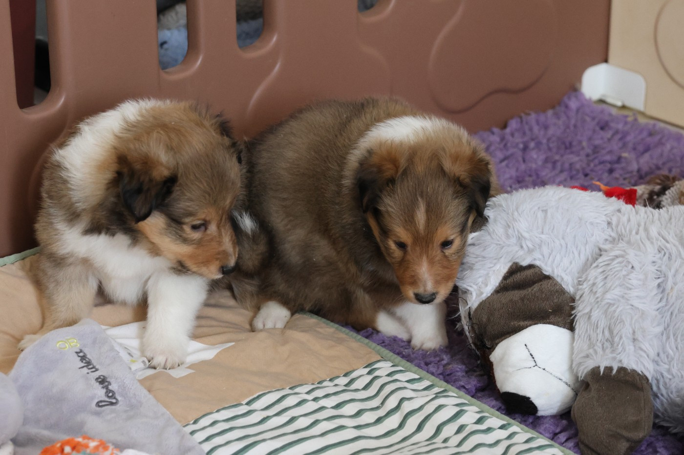 du Royaume de la Petite étoile - Chiots disponibles - Shetland Sheepdog