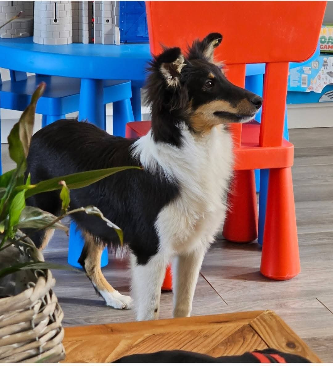 du Royaume de la Petite étoile - Chiots disponibles - Shetland Sheepdog