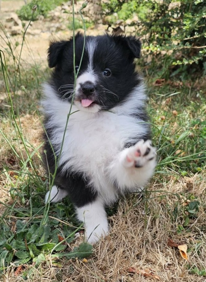 du Royaume de la Petite étoile - Chiots disponibles - Shetland Sheepdog