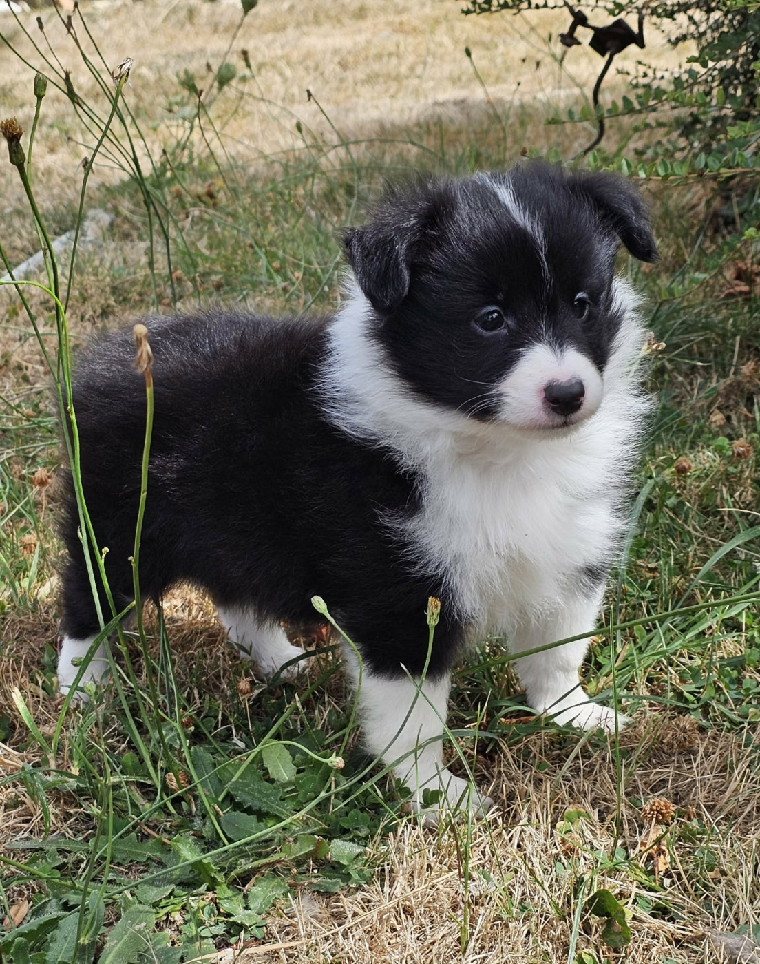 du Royaume de la Petite étoile - Chiots disponibles - Shetland Sheepdog