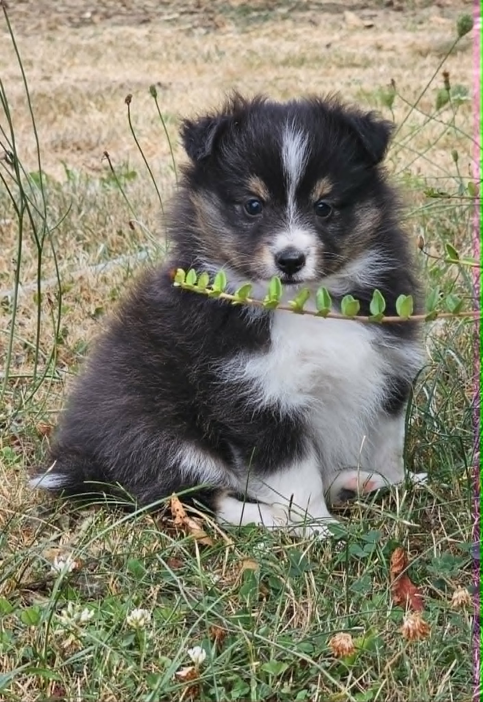 du Royaume de la Petite étoile - Chiots disponibles - Shetland Sheepdog