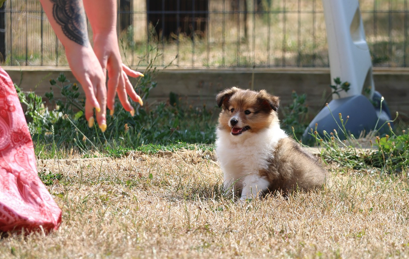 du Royaume de la Petite étoile - Chiots disponibles - Shetland Sheepdog