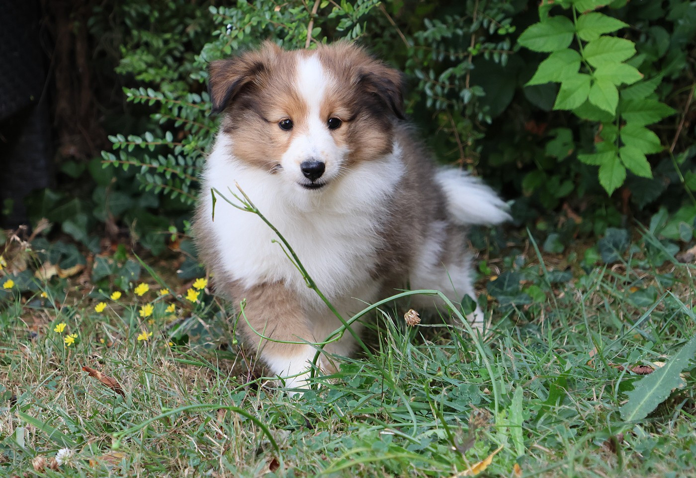 du Royaume de la Petite étoile - Chiots disponibles - Shetland Sheepdog