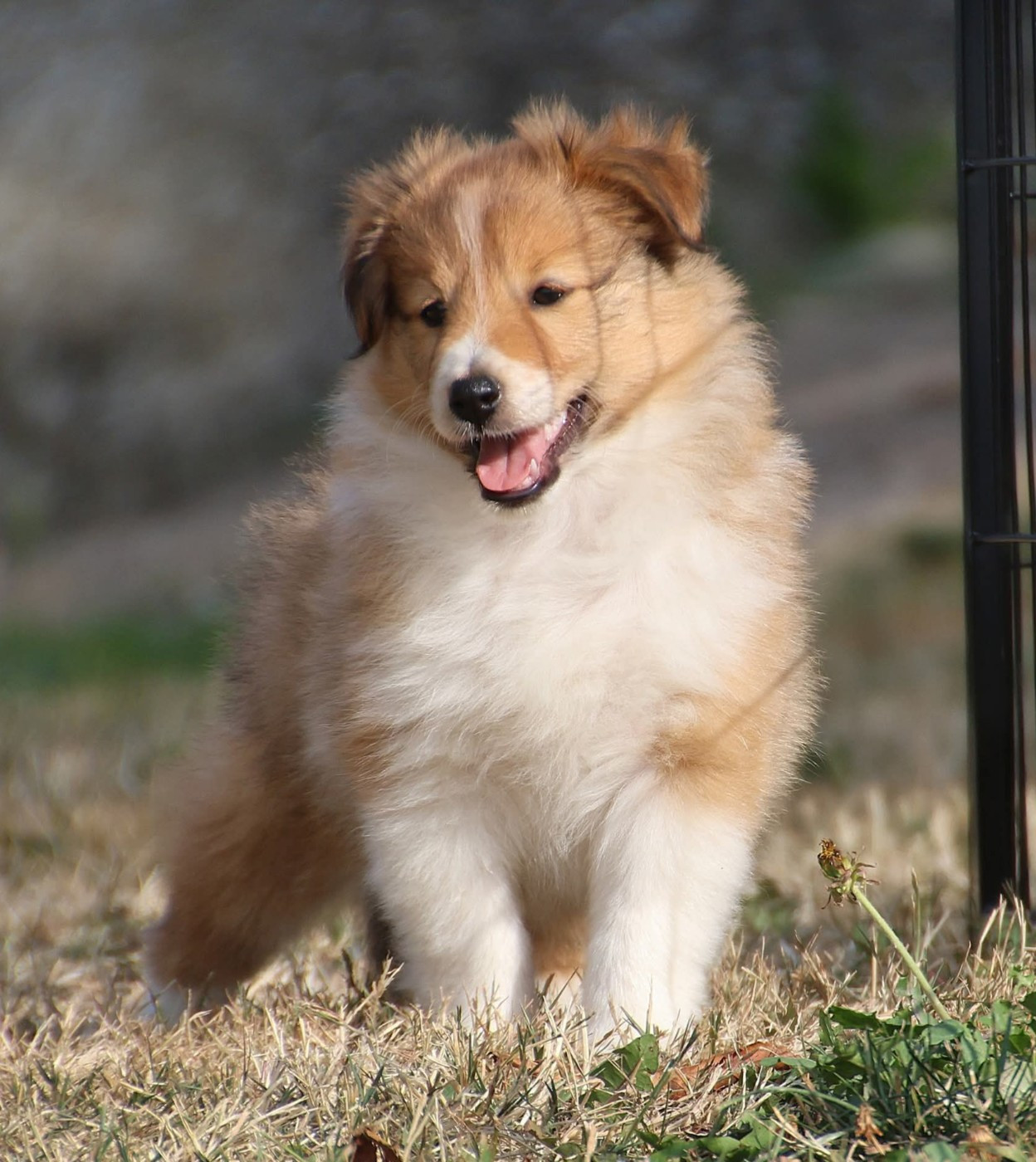 du Royaume de la Petite étoile - Chiots disponibles - Shetland Sheepdog