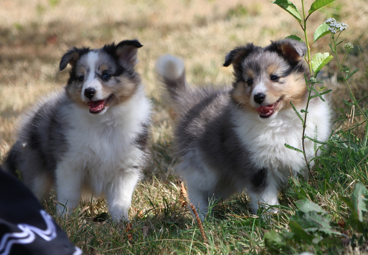 du Royaume de la Petite étoile - Chiots disponibles - Shetland Sheepdog