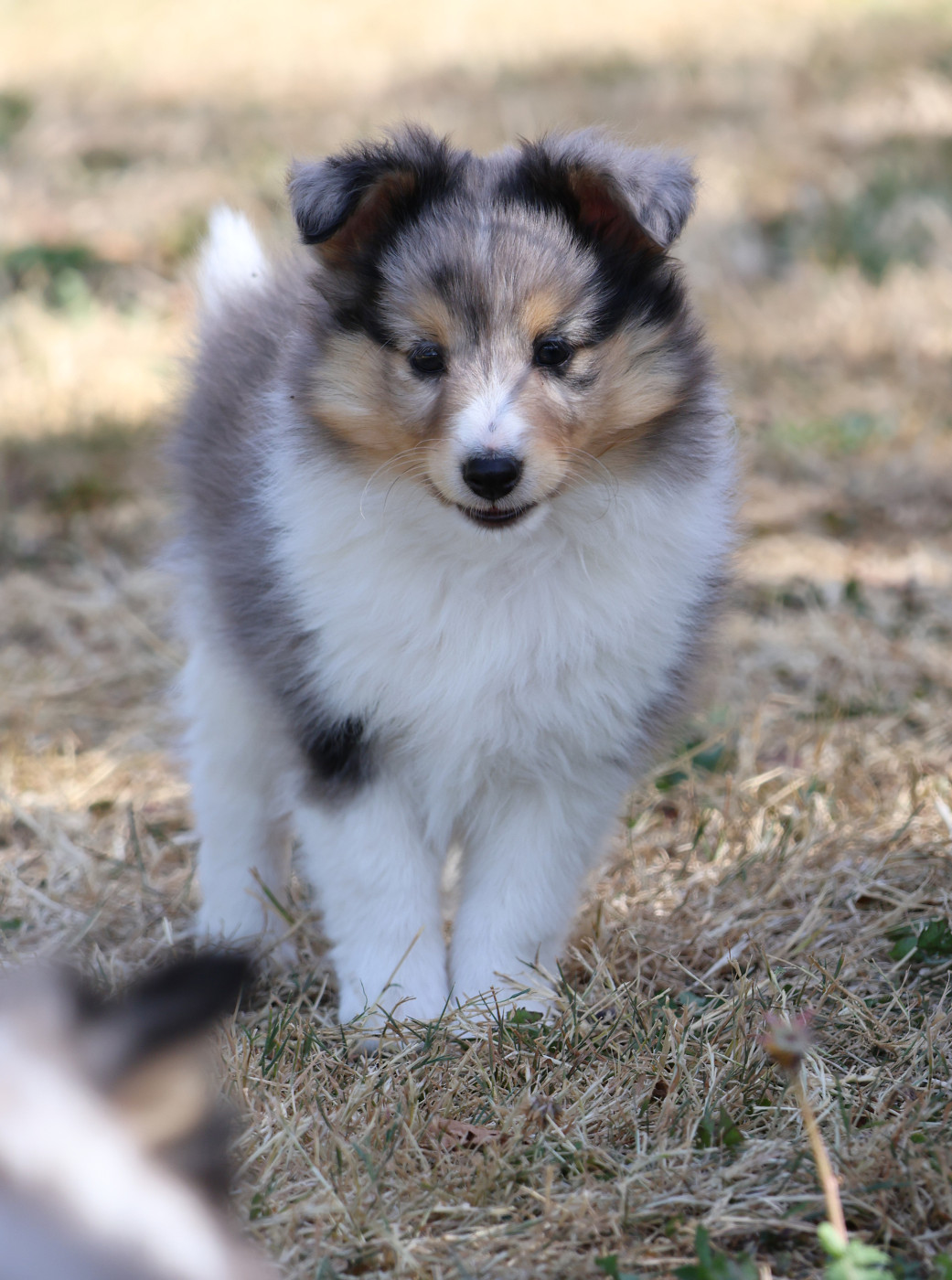 du Royaume de la Petite étoile - Chiots disponibles - Shetland Sheepdog