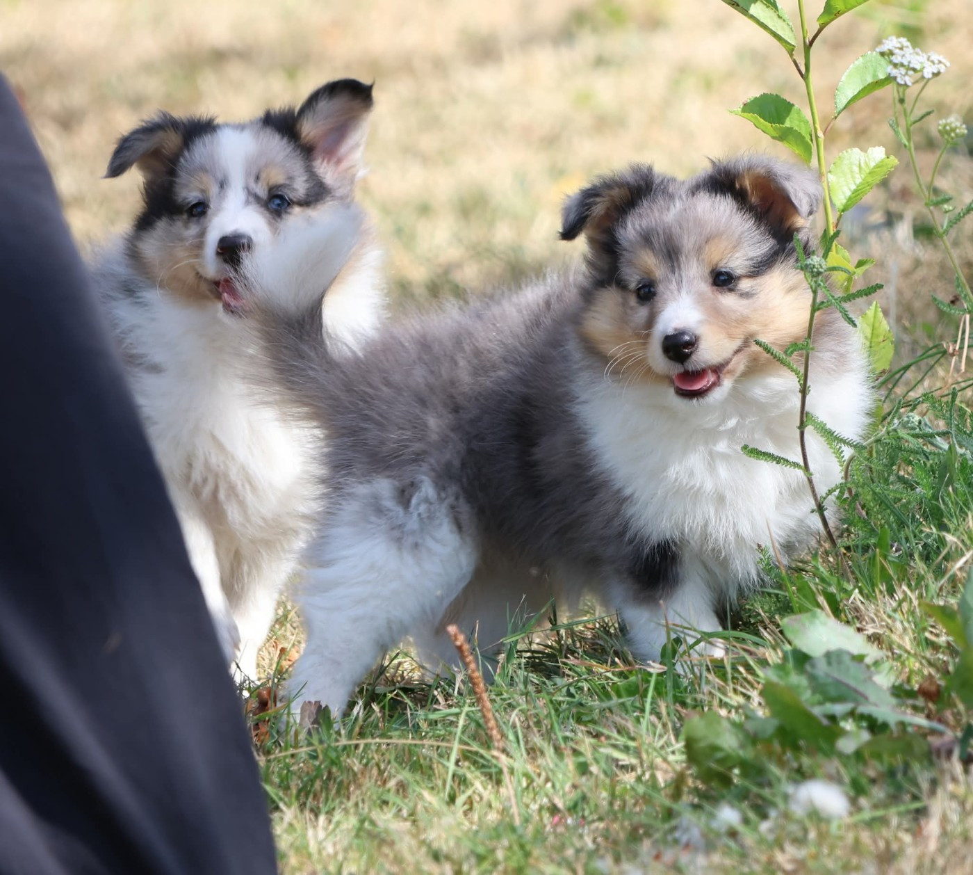 Chiot Shetland Sheepdog du Royaume de la Petite étoile