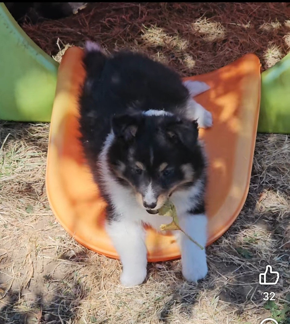du Royaume de la Petite étoile - Chiots disponibles - Shetland Sheepdog