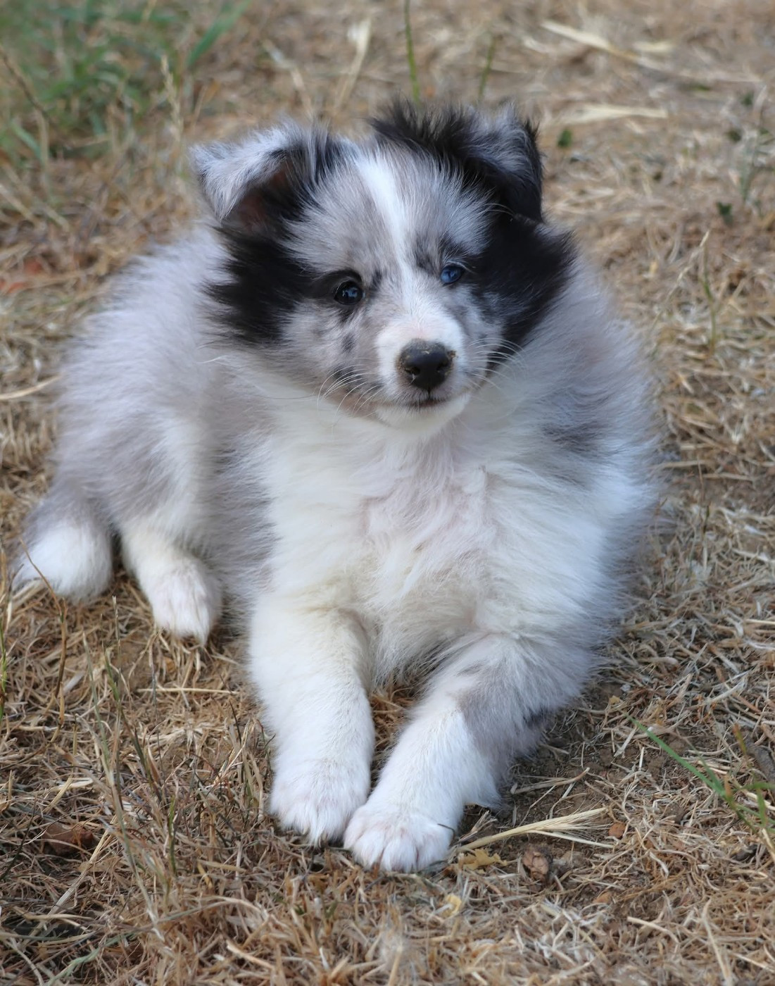 du Royaume de la Petite étoile - Chiots disponibles - Shetland Sheepdog