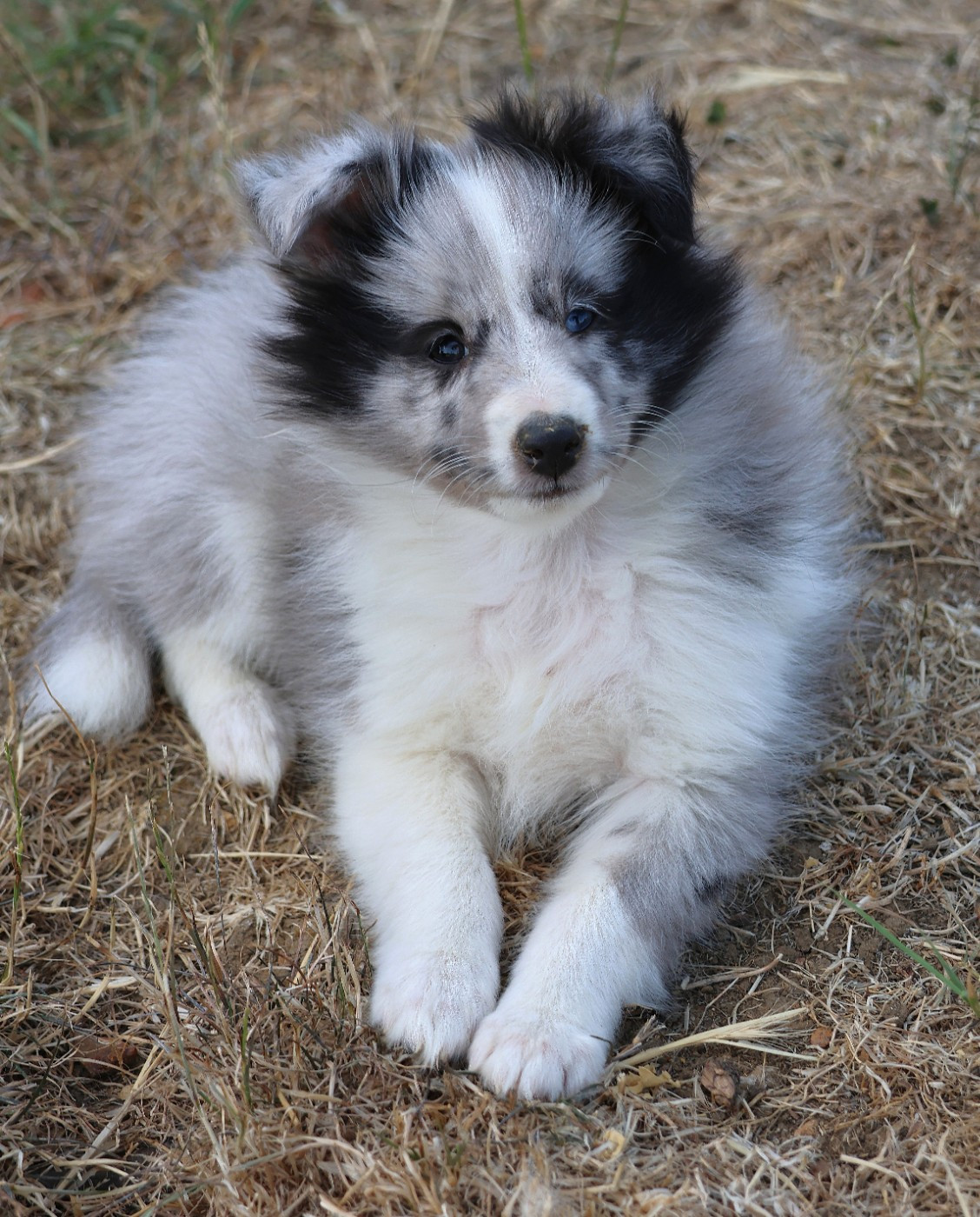 du Royaume de la Petite étoile - Shetland Sheepdog - Portée née le 17/06/2026