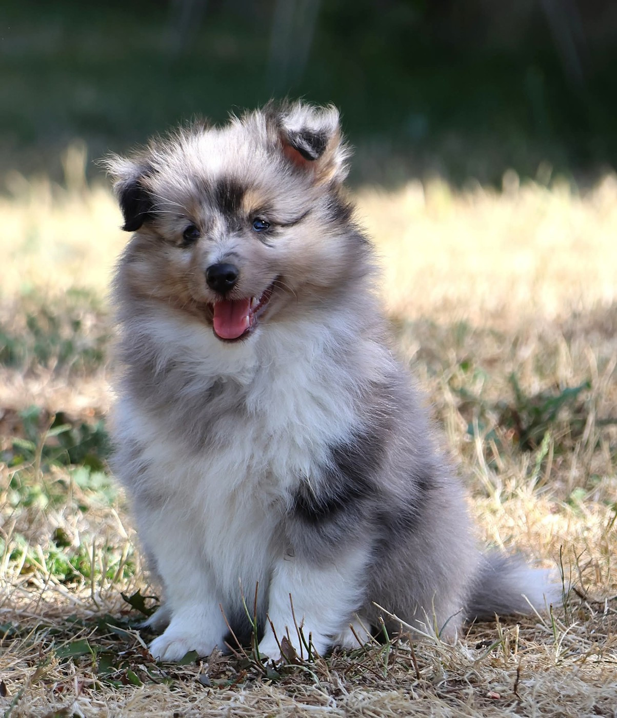 du Royaume de la Petite étoile - Chiots disponibles - Shetland Sheepdog