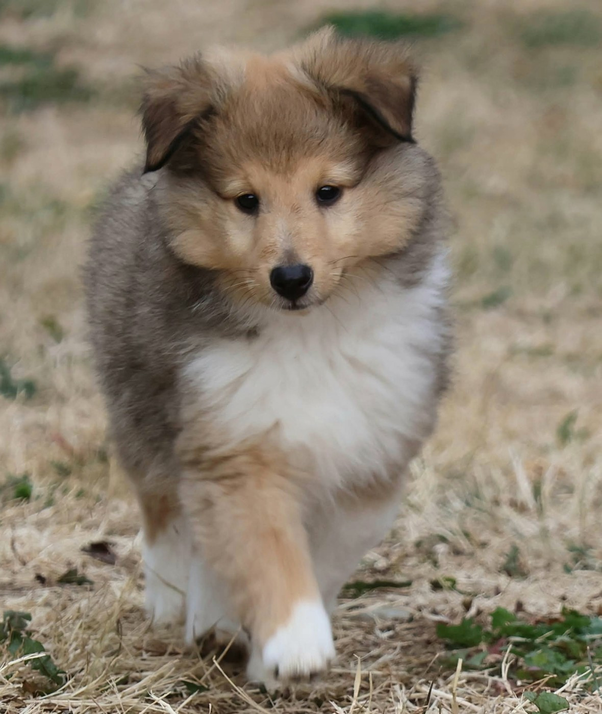 du Royaume de la Petite étoile - Chiots disponibles - Shetland Sheepdog