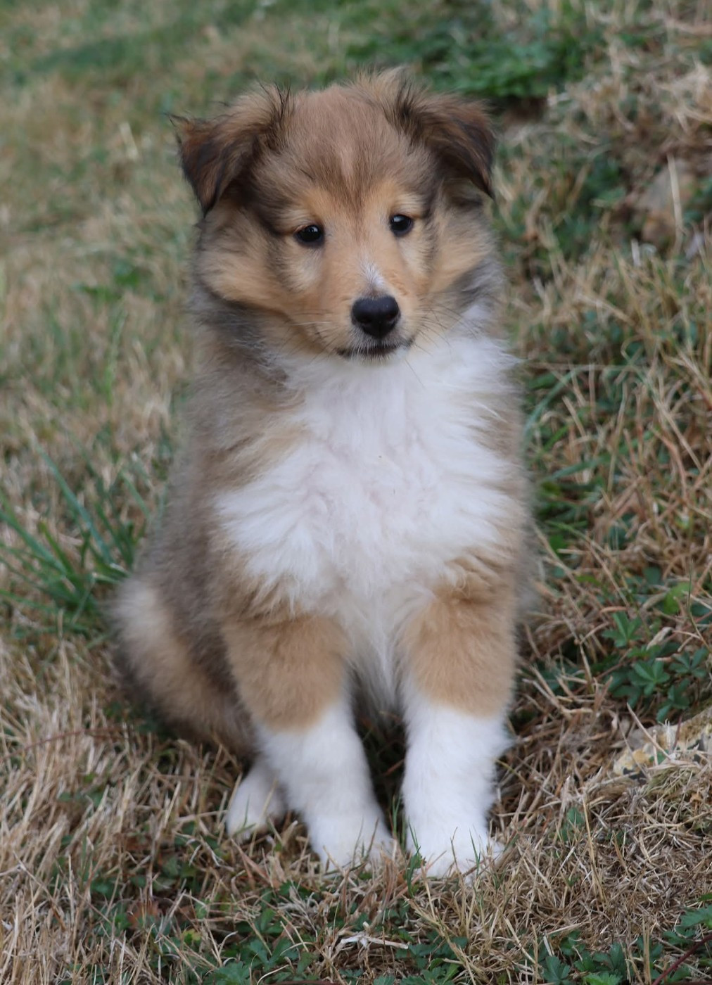 du Royaume de la Petite étoile - Chiots disponibles - Shetland Sheepdog