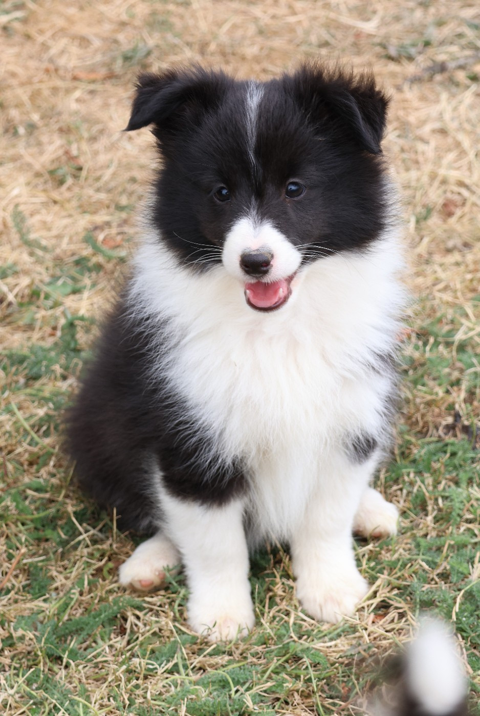 du Royaume de la Petite étoile - Chiots disponibles - Shetland Sheepdog