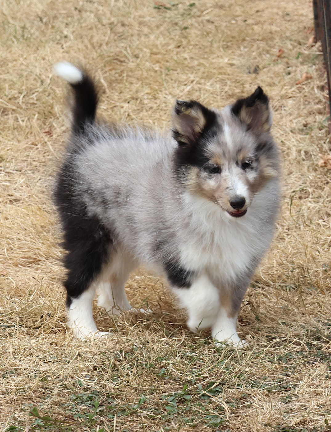 du Royaume de la Petite étoile - Chiots disponibles - Shetland Sheepdog