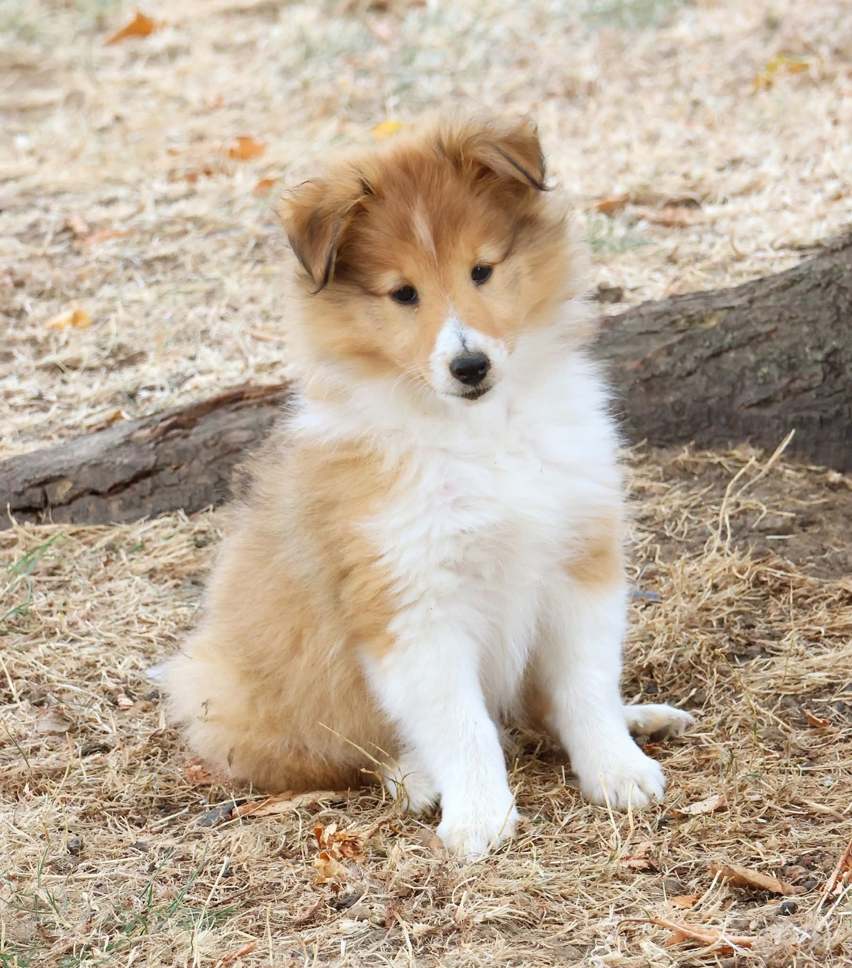 du Royaume de la Petite étoile - Chiots disponibles - Shetland Sheepdog