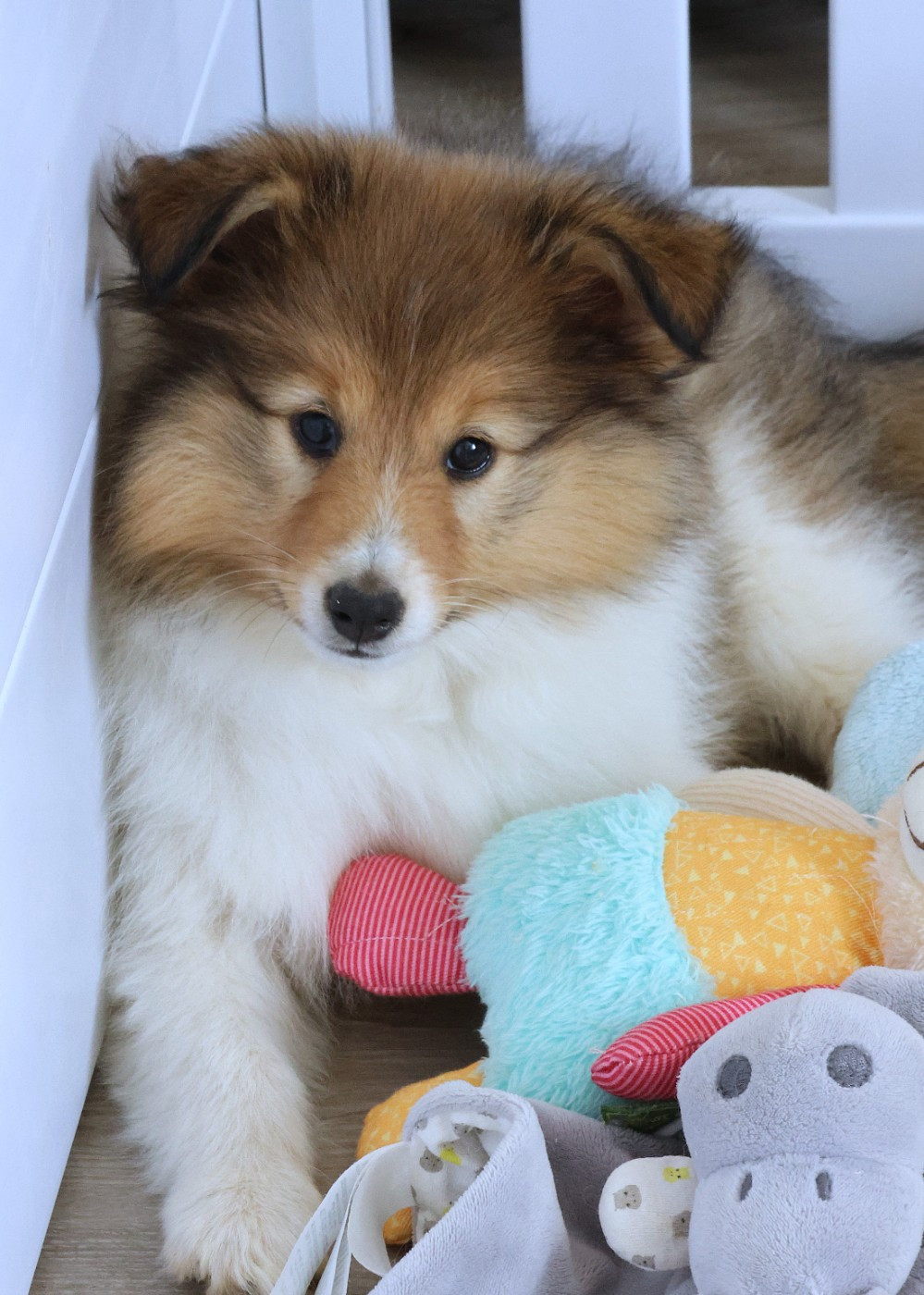 du Royaume de la Petite étoile - Chiots disponibles - Shetland Sheepdog