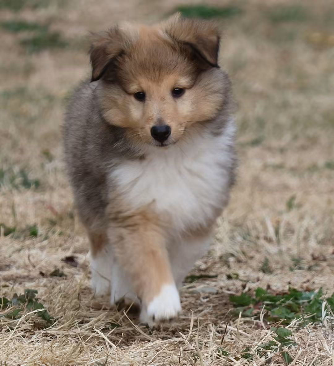 du Royaume de la Petite étoile - Chiots disponibles - Shetland Sheepdog