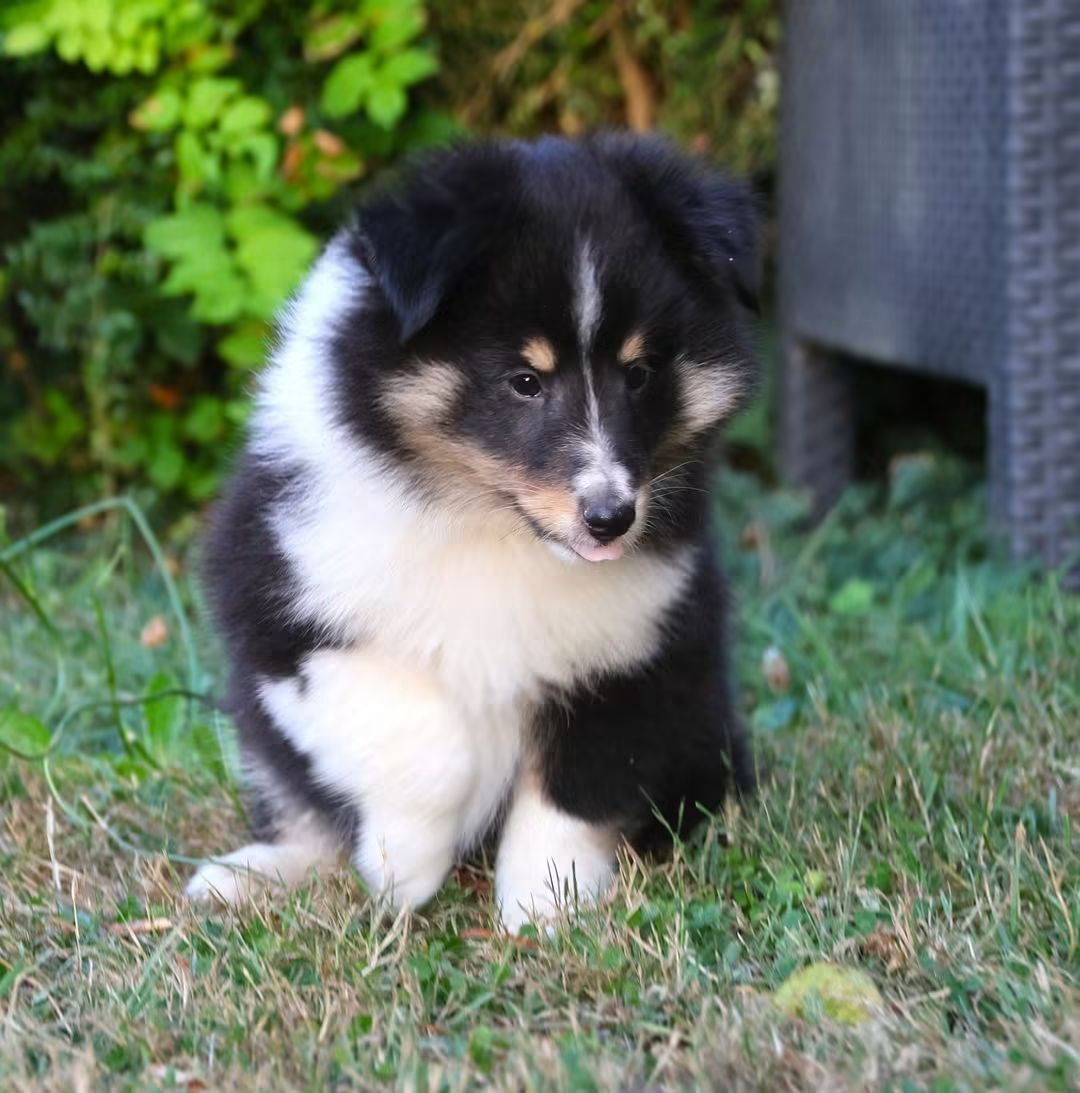 du Royaume de la Petite étoile - Chiots disponibles - Shetland Sheepdog