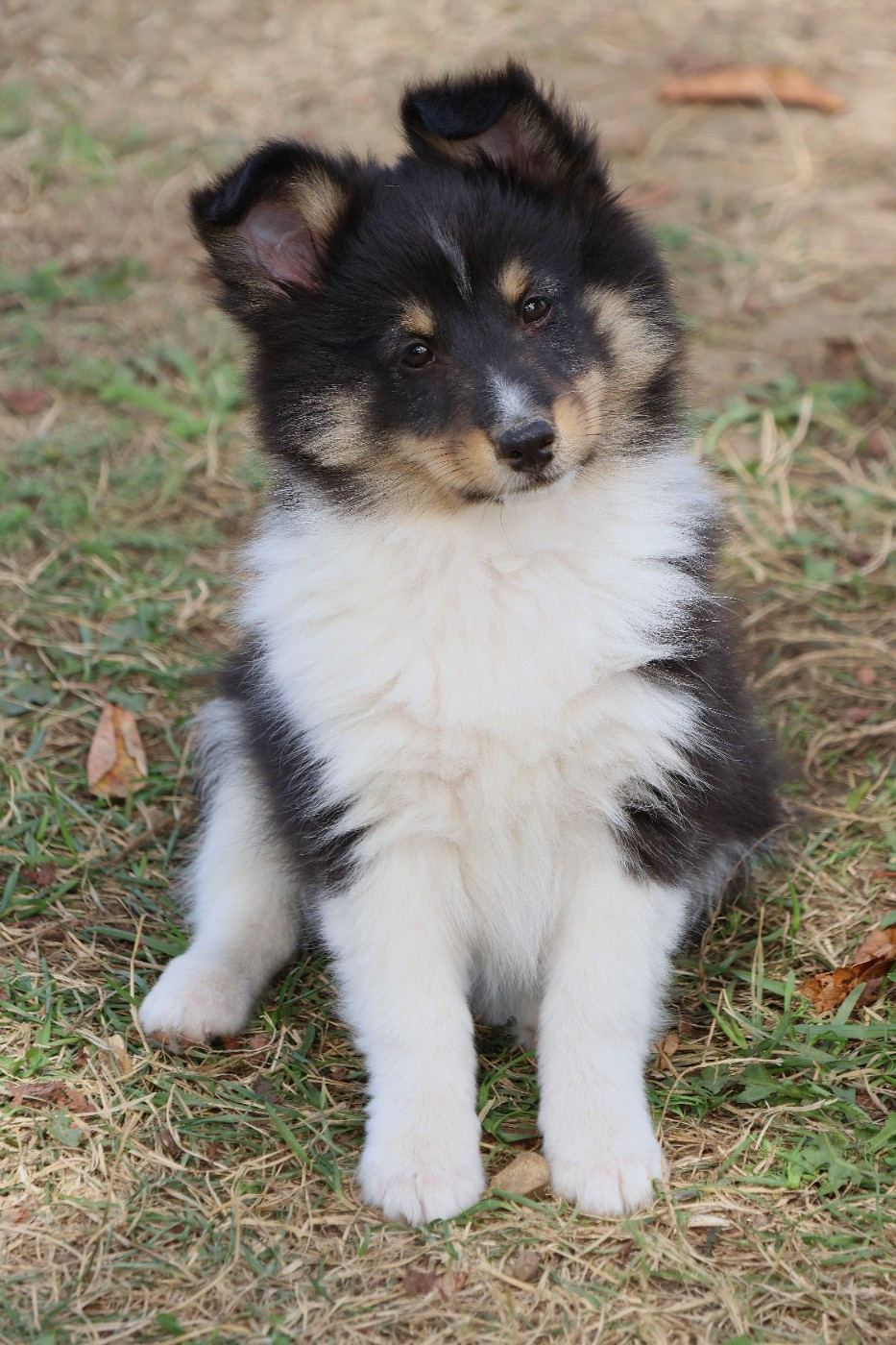du Royaume de la Petite étoile - Chiots disponibles - Shetland Sheepdog