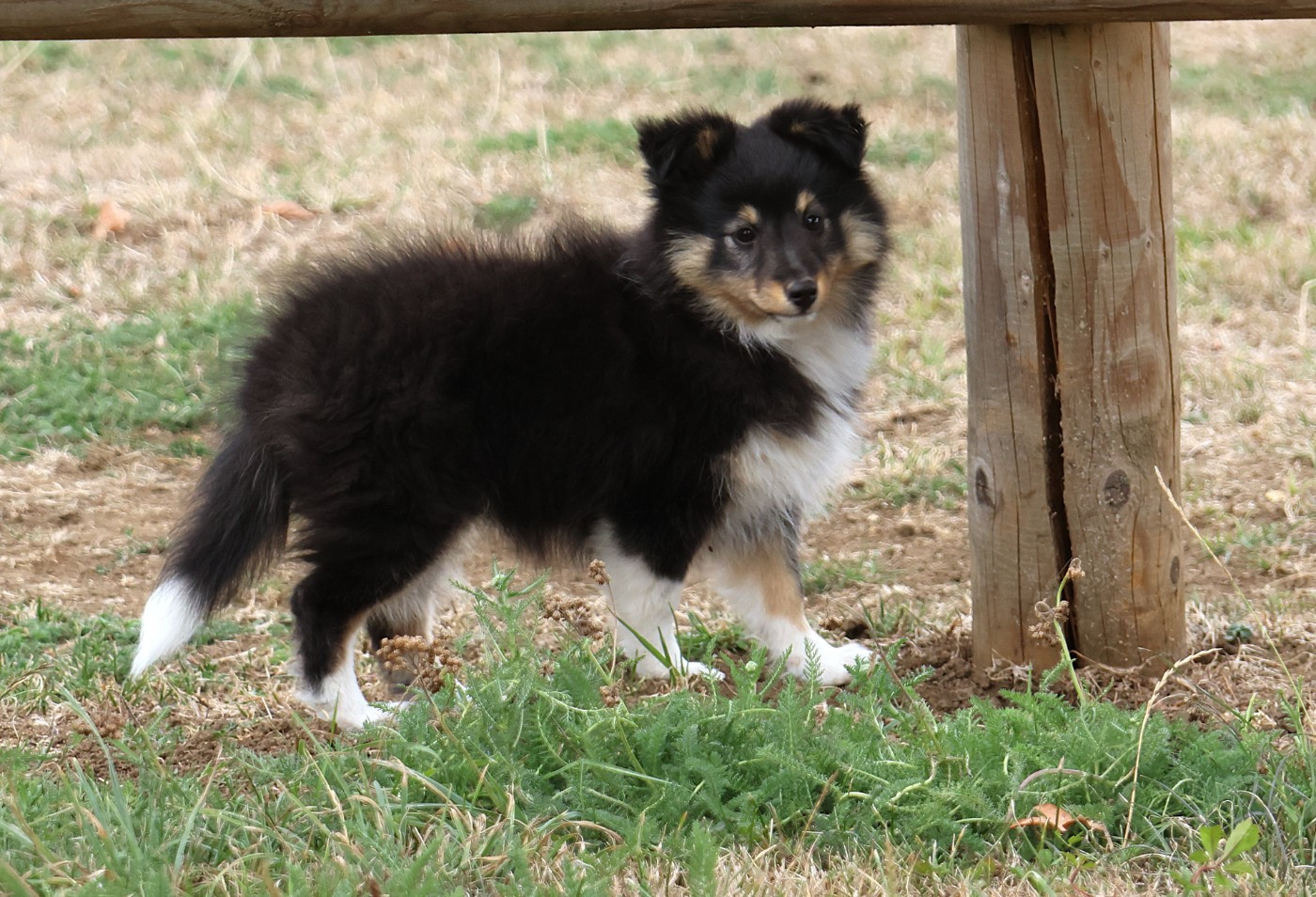 du Royaume de la Petite étoile - Chiots disponibles - Shetland Sheepdog