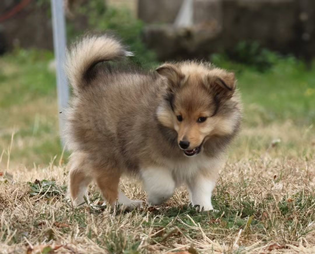 du Royaume de la Petite étoile - Chiots disponibles - Shetland Sheepdog