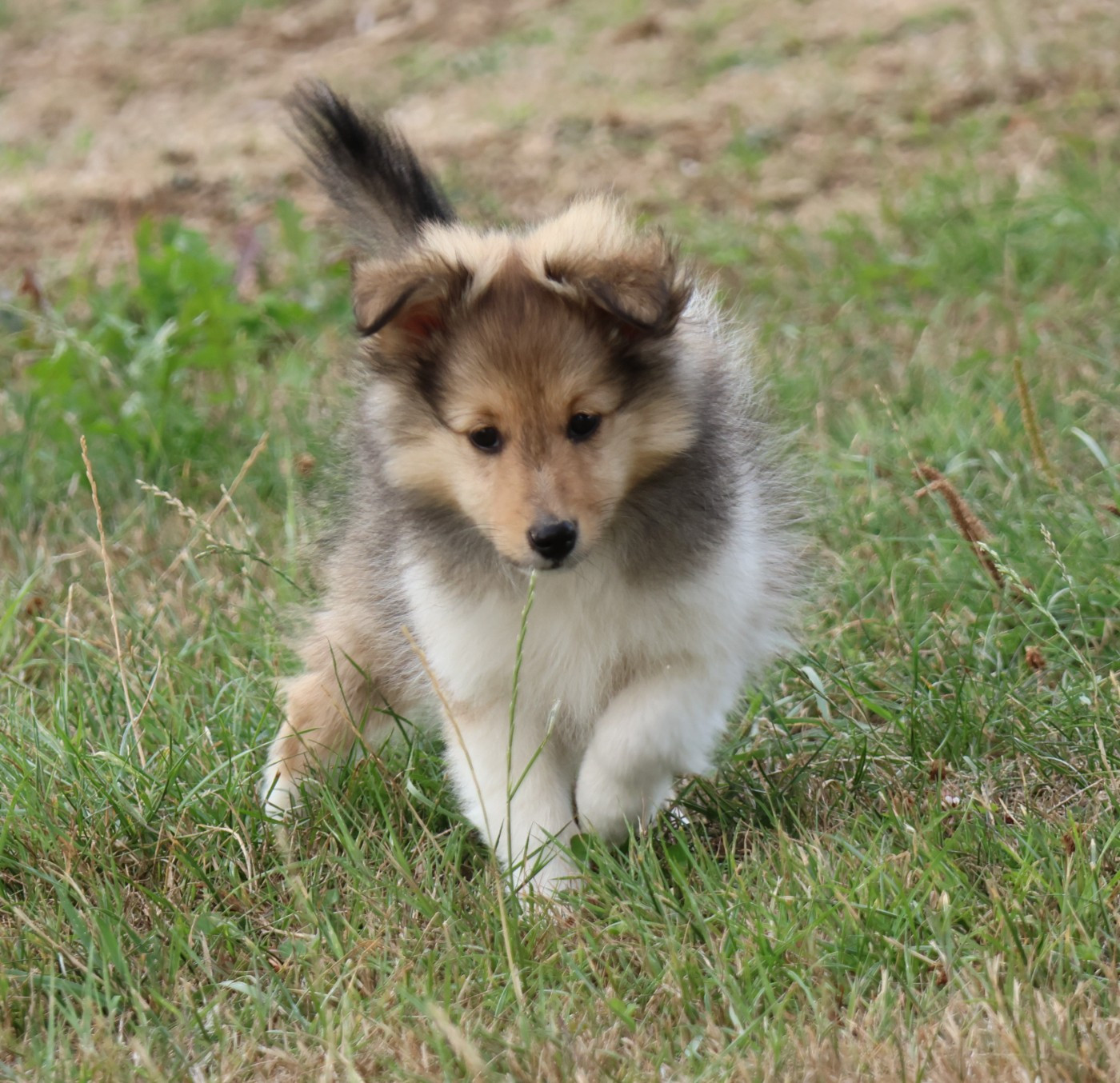 du Royaume de la Petite étoile - Chiots disponibles - Shetland Sheepdog