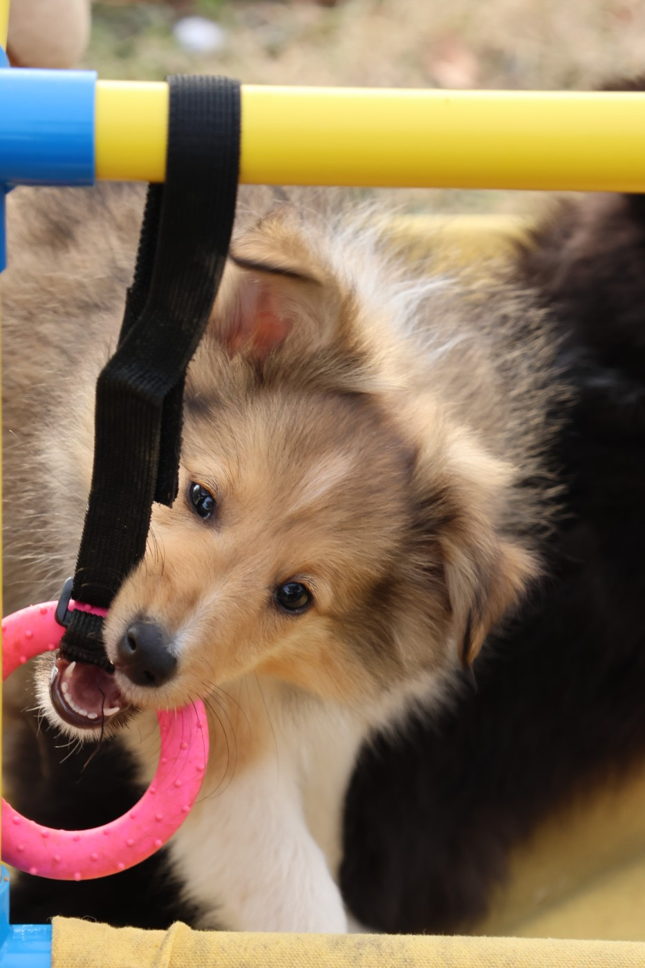 du Royaume de la Petite étoile - Chiots disponibles - Shetland Sheepdog